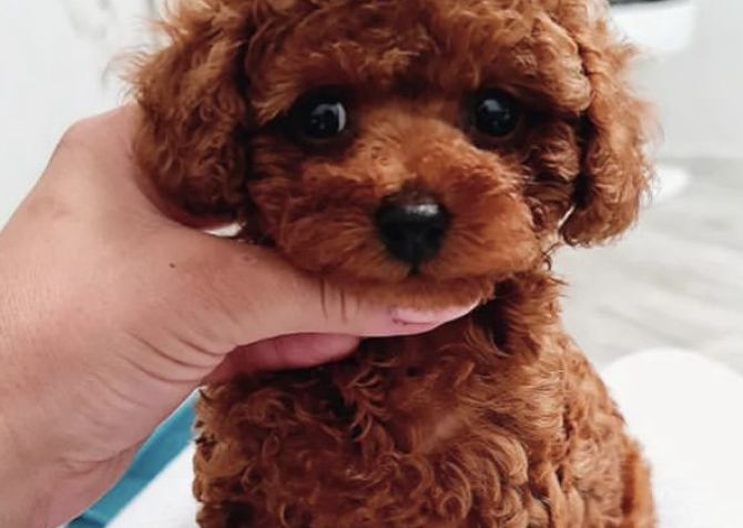 Toy Boy Poodle Sevimli Bebeklerimiz